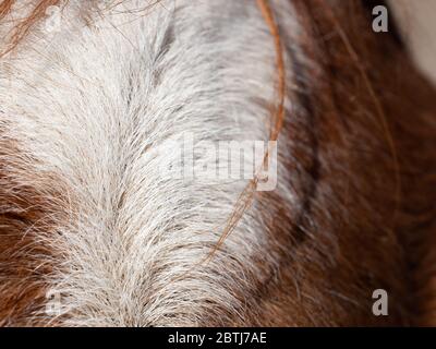 La patch bianca o calva sulla fronte è chiamata stella. Un segno bianco sparso sulla fronte e la lunghezza del viso è una bemigliatura Foto Stock