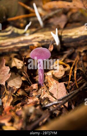 Piccolo porpora Amethyst Deceiver, Laccaria amethystina, in autunno nel parco nazionale 'De hoge Veluwe' nei Paesi Bassi Foto Stock