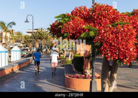 Delonix regia, albero flamboyant con fiori rossi sul lungomare durante la seconda fase della de-escalation dello stato di emergenza, covid 19, coronaviru Foto Stock