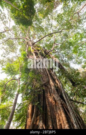 Alberi alti avvolti in viti. Cascate di Kuang si, Laos settentrionale, Asia sudorientale Foto Stock