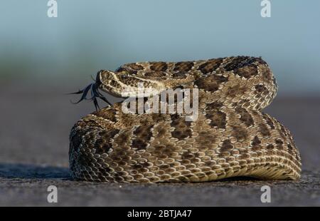 Prairie Rattlesnake (Crotalus viridis) da saldare County, Colorado, Stati Uniti d'America. Foto Stock