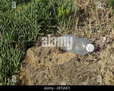 Rifiuti di bottiglie di plastica su ecosistema di piante marine, rifiuti oceanici habitat contaminato Foto Stock