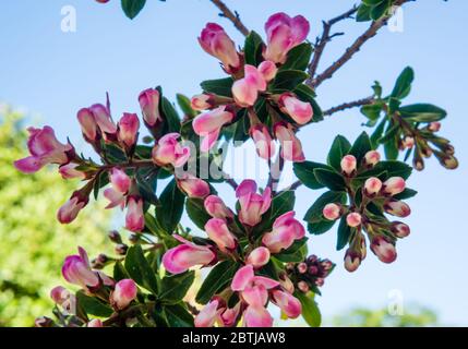 La fioritura di mele di Escallonia cresce in un giardino di campagna. Foto Stock