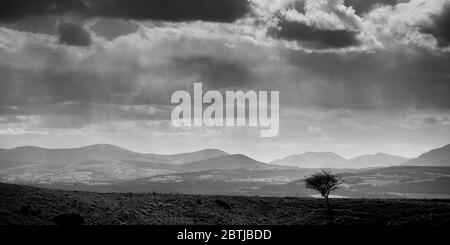 Un albero isolato su una collina spazzata dal vento che guarda attraverso la valle dell'Eden fino ai Penines, Inghilterra Foto Stock