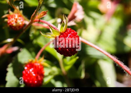 Macro primo piano di frutti di fragola rossi selvatici isolati luminosi (fragaria vesca) su pianta con foglie verdi, sfondo verde offuscato - Germania Foto Stock