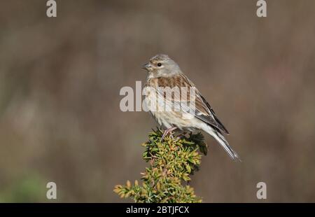 Linetto comune, linaria cannabina, femmina seduta in cima all'albero di Juniper Foto Stock
