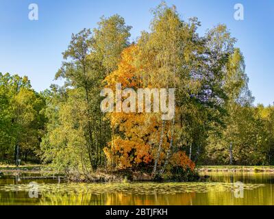 Alberi d'autunno su una piccola isola nel parco naturale Blockheide in Austria Foto Stock