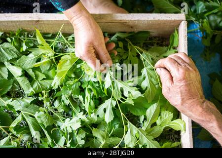 Primi passi per le mani che alimentano i bachi da seta con foglie di gelso fresche in modo tradizionale, punto di vista superiore Foto Stock