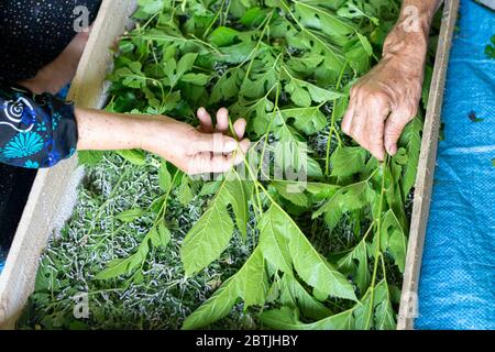 Uomini e donne che alimentano i bachi da foglie fresche di gelso in modo tradizionale, punto di vista superiore Foto Stock