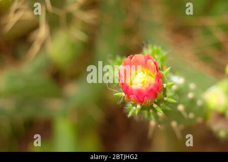 Bel fiore rosso di cactus di apertura. Foto Stock