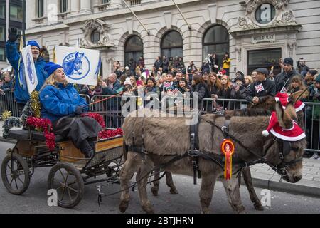 Sfilata di Capodanno a Londra, Donkey Breed Society. Donna su un carrello tirato da un asino. Foto Stock