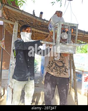 Beawar, India. 24 maggio 2020. Volontari di Shri RAM Sena appende l'alimentatore di uccelli su albero come vasi d'acqua 'Parindaa' per gli uccelli nella stagione estiva, in corso in tutta la nazione COVID-19 blocco, a Beawar, Rajasthan. (Foto di Sumit Saraswat/Pacific Press) Credit: Pacific Press Agency/Alamy Live News Foto Stock