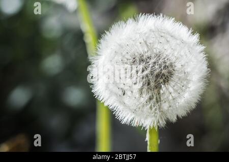 Testa di fiore di dente di leone composta da numerosi piccoli fiori. Dente di leone Macro primo piano Foto Stock