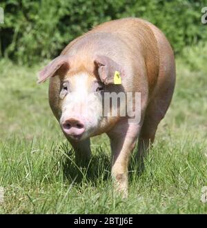 Gamma libera duroc pascolano all'esterno su pascolo Foto Stock