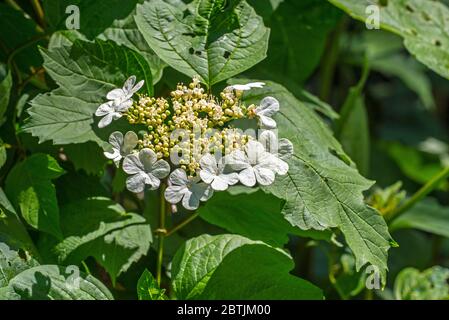 Guelder-rose / albero della palla di neve / europeo cranberrybush / anziano d'acqua (Opulus Viburnum), primo piano di fiori bianchi e foglie Foto Stock