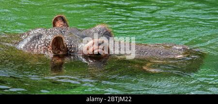 Sommerso di ippopotamo comune / Ippona (Hippopotamus amphibius) affiorante di respirare attraverso narici esposta in acqua di fiume Foto Stock