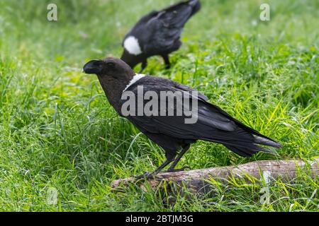 Corvo (Corvus crassirostris), corvide del Corno d'Africa Foto Stock