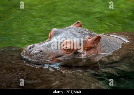 Primo piano di cute bambino comune ippopotamo / ippopotamo (ippopotamo anfibio) vitello dormire con testa poggiata sulla schiena della madre in lago Foto Stock