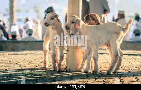 Giovani capre in mostra al mercato della capra a a Nizwa, Oman Foto Stock