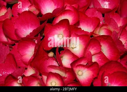 Macrofotografia di Hydrangea macrophylla Foto Stock