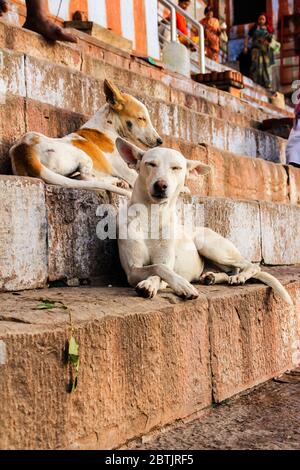 India, Varanasi - Uttar Pradesh stato, 31 luglio 2013. Al mattino, due cani riposano su una sporgenza di fronte al fiume Gange. Foto Stock