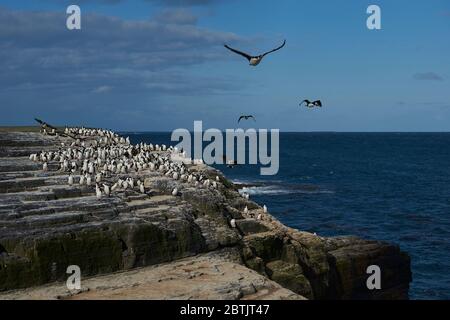 Grande gruppo di re cormorano (Falacrocorax albiceps albiventer) sulla costa dell'isola di Bleaker sulle Isole Falkland Foto Stock