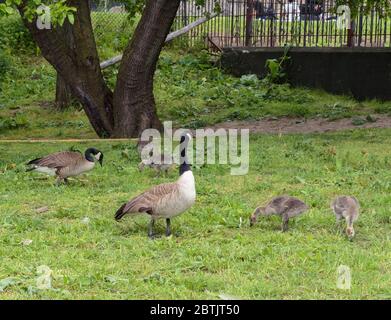 Una famiglia di oche canadesi in un parco che peccano a cibo sul terreno. Ci sono quattro gaffings e due adulti Foto Stock