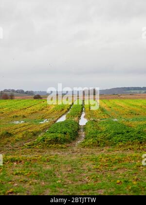 Linee di tram allagate in un campo con un raccolto giovane con un cielo sovrastato. Foto Stock