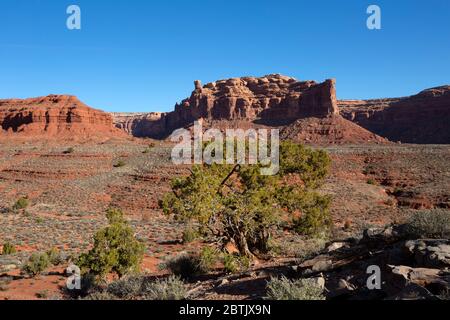 UT00627-00...UTAH - alberi di ginepro che crescono sulle colline secche nella Valle degli dei. Foto Stock