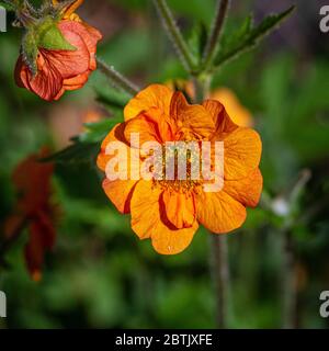 Primo piano di Geum 'totalmente Tangerine' che cresce in un giardino. Foto Stock