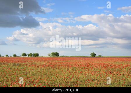 Molto bello paesaggio di campo papavero con cielo blu nuvoloso. Messa a fuoco selettiva. Sfondo dei progetti. Foto Stock