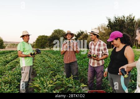 Coltivatori che raccolgono nel campo Foto Stock