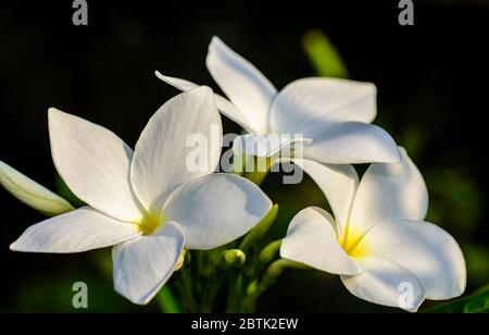 Primo piano di un bel bouquet nuziale bianco, fiore Pudica Plumeria con spazio per la copia Foto Stock