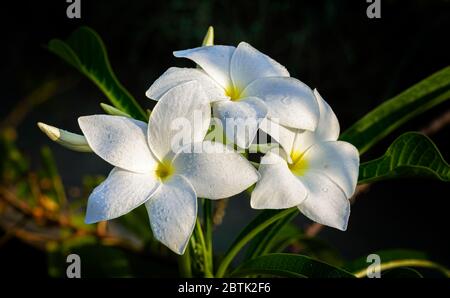 Primo piano di un bel bouquet nuziale bianco, fiore Pudica Plumeria con spazio per la copia Foto Stock