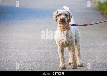 Cane che cammina al guinzaglio (Lagotto romagnolo) Foto Stock