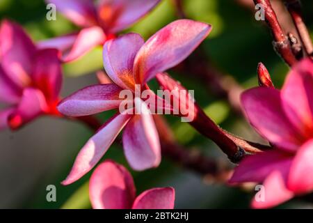Primo piano di Pink Frangipani, Plumeria Sp fiore con spazio copia Foto Stock