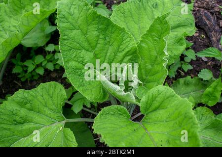 Burdock con grandi foglie verdi da vicino in primavera. Sfondo naturale. Nome latino Arctium lappa. Foto Stock