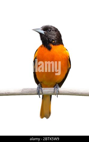 Un baltimora oriole isolato su uno sfondo bianco. Foto Stock