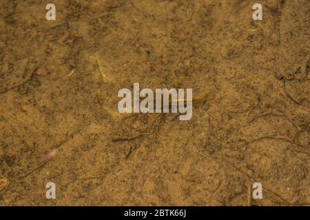 Fairy Shrimp da Jefferson County, Colorado, Stati Uniti. Foto Stock