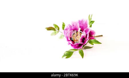 La bella e sontuosa peonia fiorente (Paeonia rockii o Paeonia suffruticosa rockii) su sfondo bianco. Un fiore dal profumo meraviglioso. Foto Stock