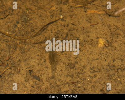 Fairy Shrimp da Jefferson County, Colorado, Stati Uniti. Foto Stock