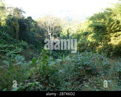 Impressione di un bellissimo tour di trekking intorno a Chiang Rai Foto Stock