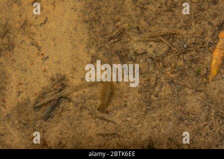 Fairy Shrimp da Jefferson County, Colorado, Stati Uniti. Foto Stock