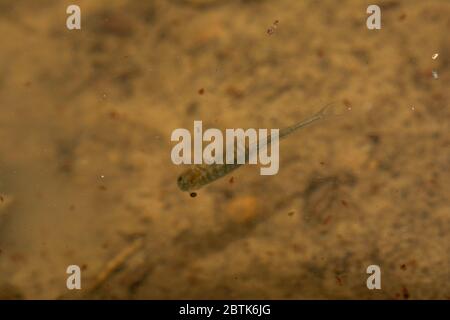 Fairy Shrimp da Jefferson County, Colorado, Stati Uniti. Foto Stock