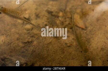 Fairy Shrimp da Jefferson County, Colorado, Stati Uniti. Foto Stock