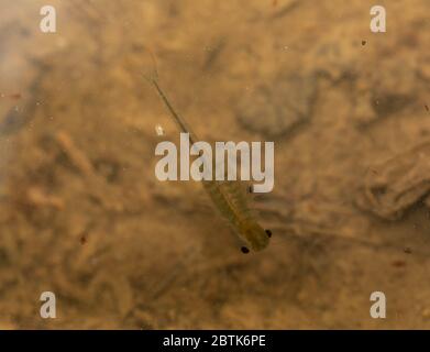 Fairy Shrimp da Jefferson County, Colorado, Stati Uniti. Foto Stock