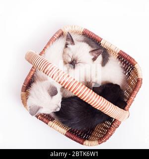 Tre piccoli gattini in un cesto di vimini su un bianco sfondo Foto Stock