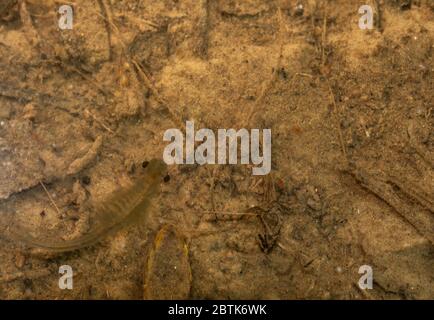 Fairy Shrimp da Jefferson County, Colorado, Stati Uniti. Foto Stock