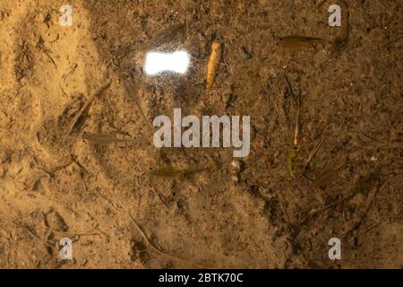 Fairy Shrimp da Jefferson County, Colorado, Stati Uniti. Foto Stock