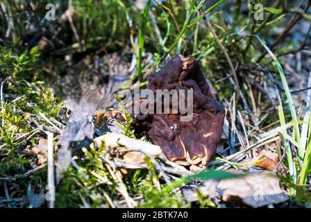 Il fungo Morel cresce nella foresta su muschio Foto Stock